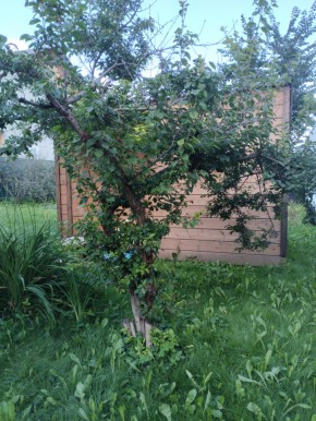 Коллективный сад номер 7, участок 58 в Реже - rezh.yutvil.ru - фото 28
