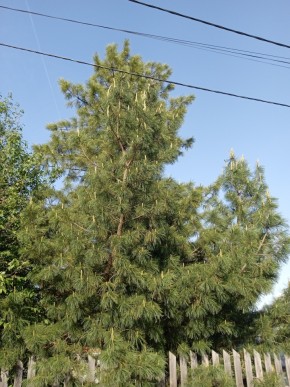 ул. Полынная,29 в Реже - rezh.yutvil.ru - фото 18